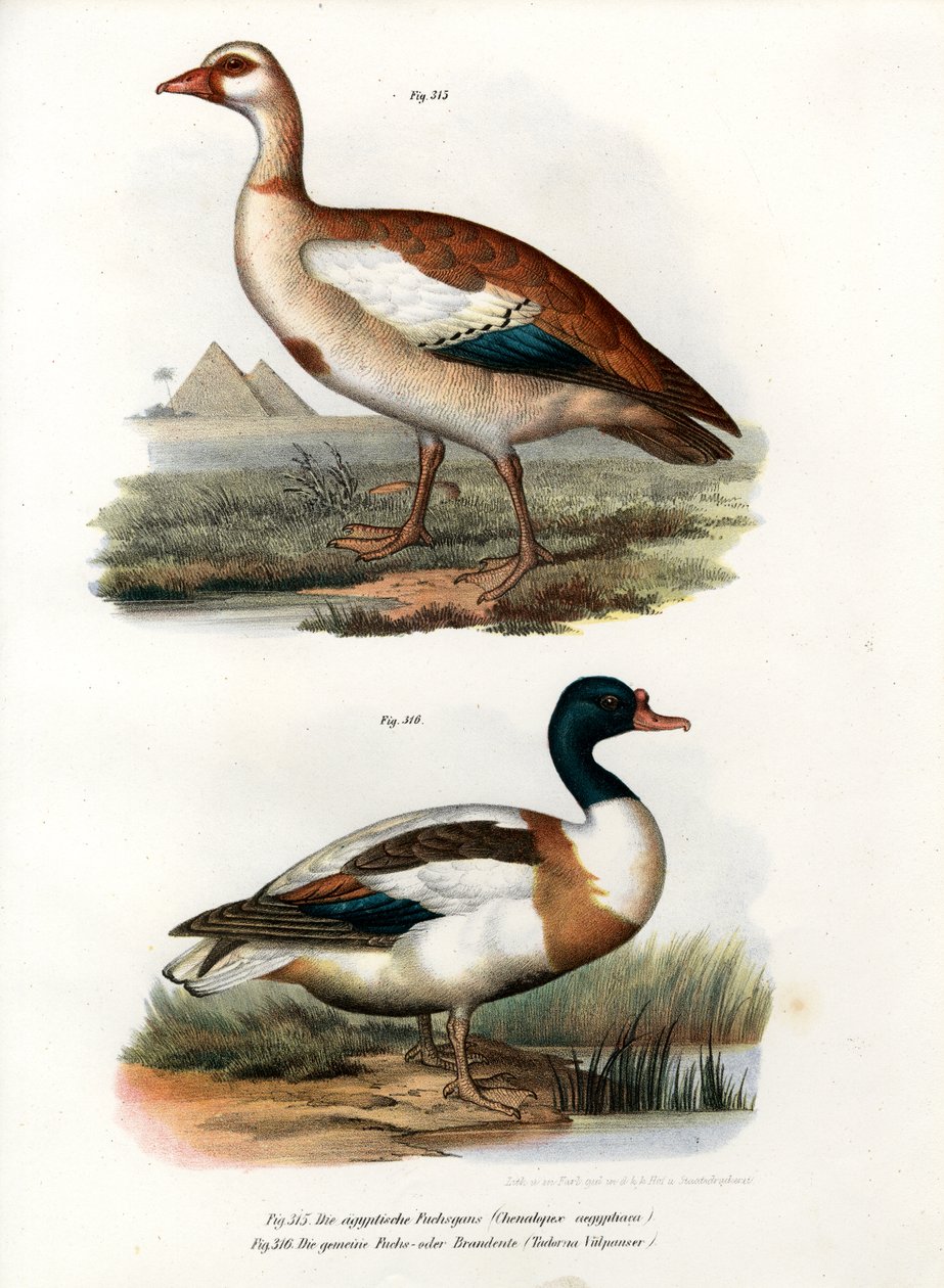 Egyptská husa, 1864 od German School