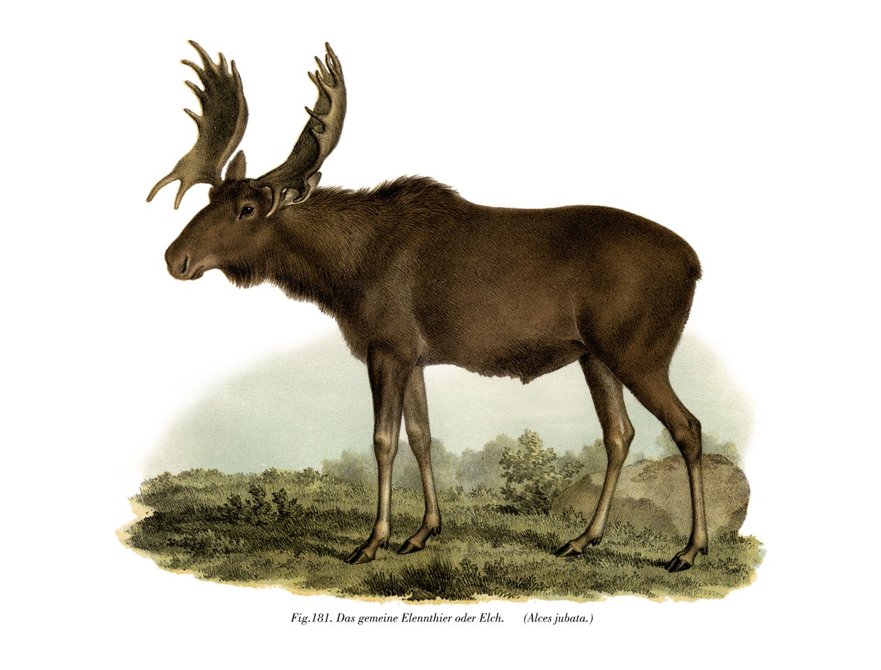 Elk, 1860 od German School