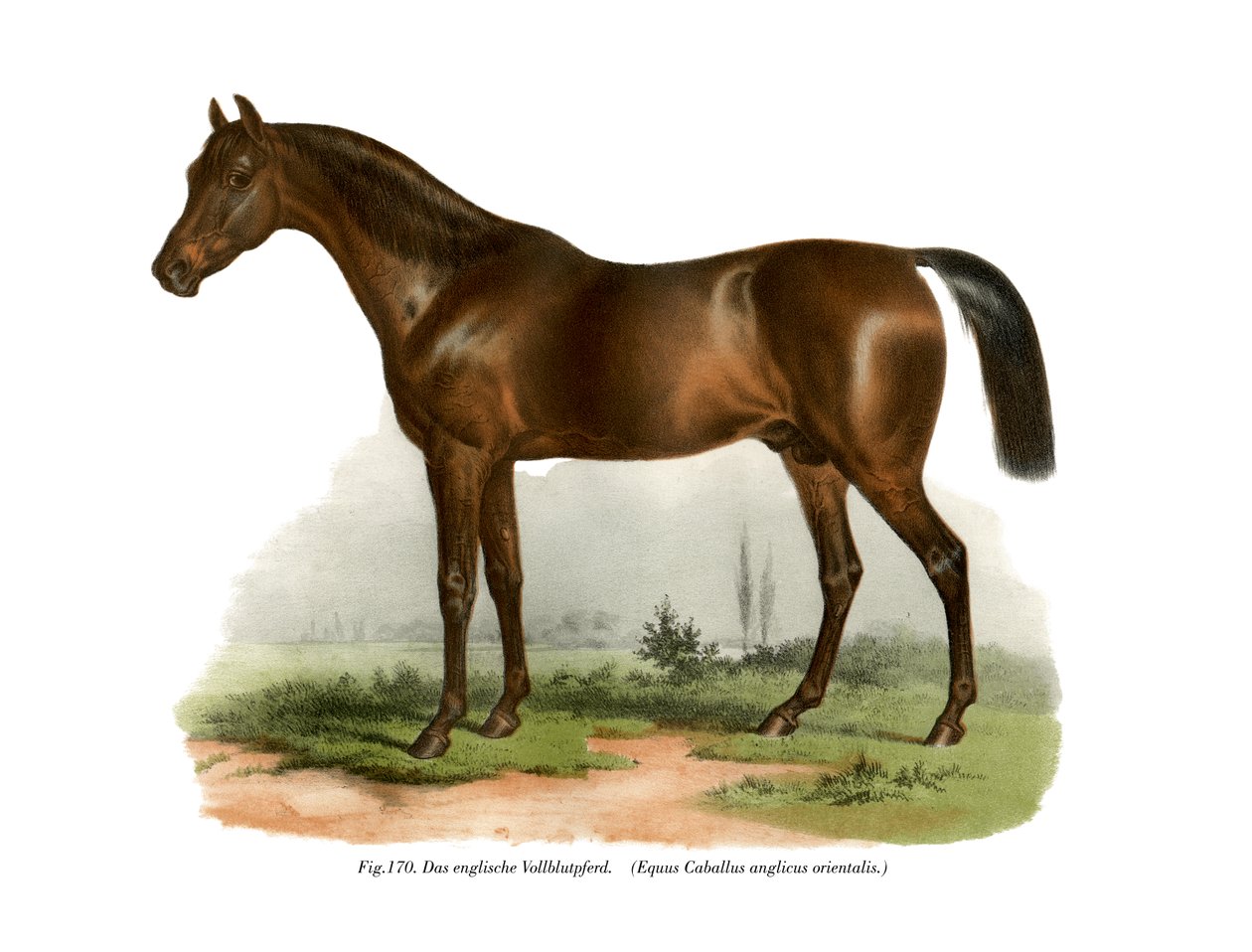 Anglický plnokrevník, 1860 od German School