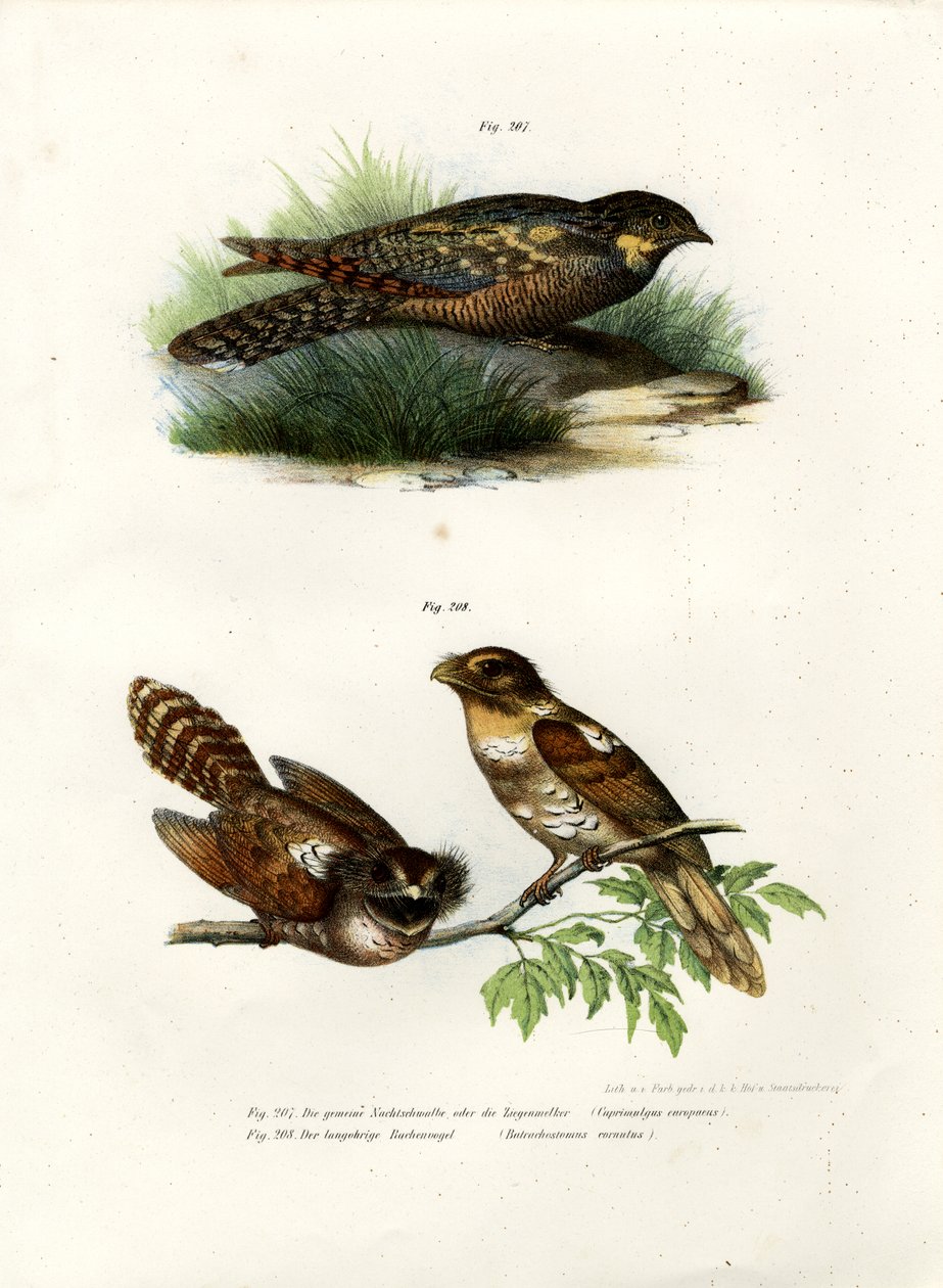 Euroasijský Nightjar, 1864 od German School