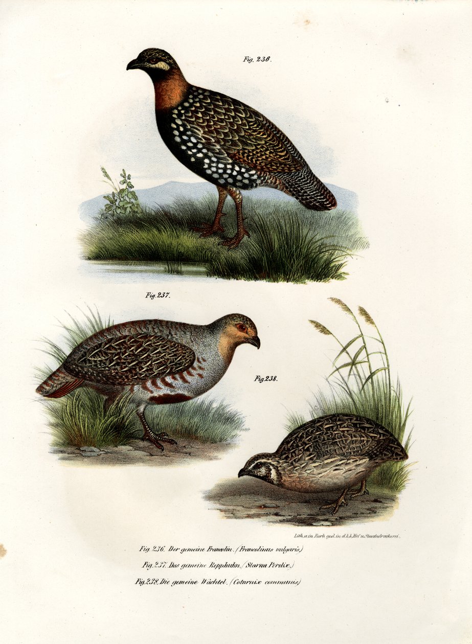 Evropský Francolin, 1864 od German School