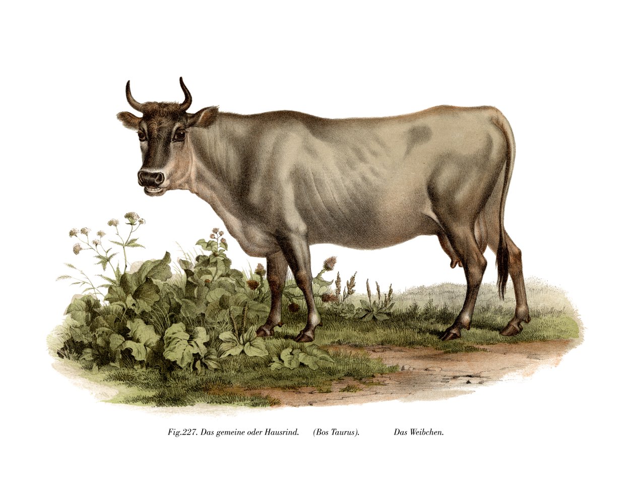 Evropský skot, 1860 od German School