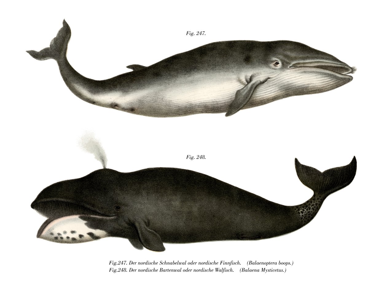 Fin Whale, 1860 od German School