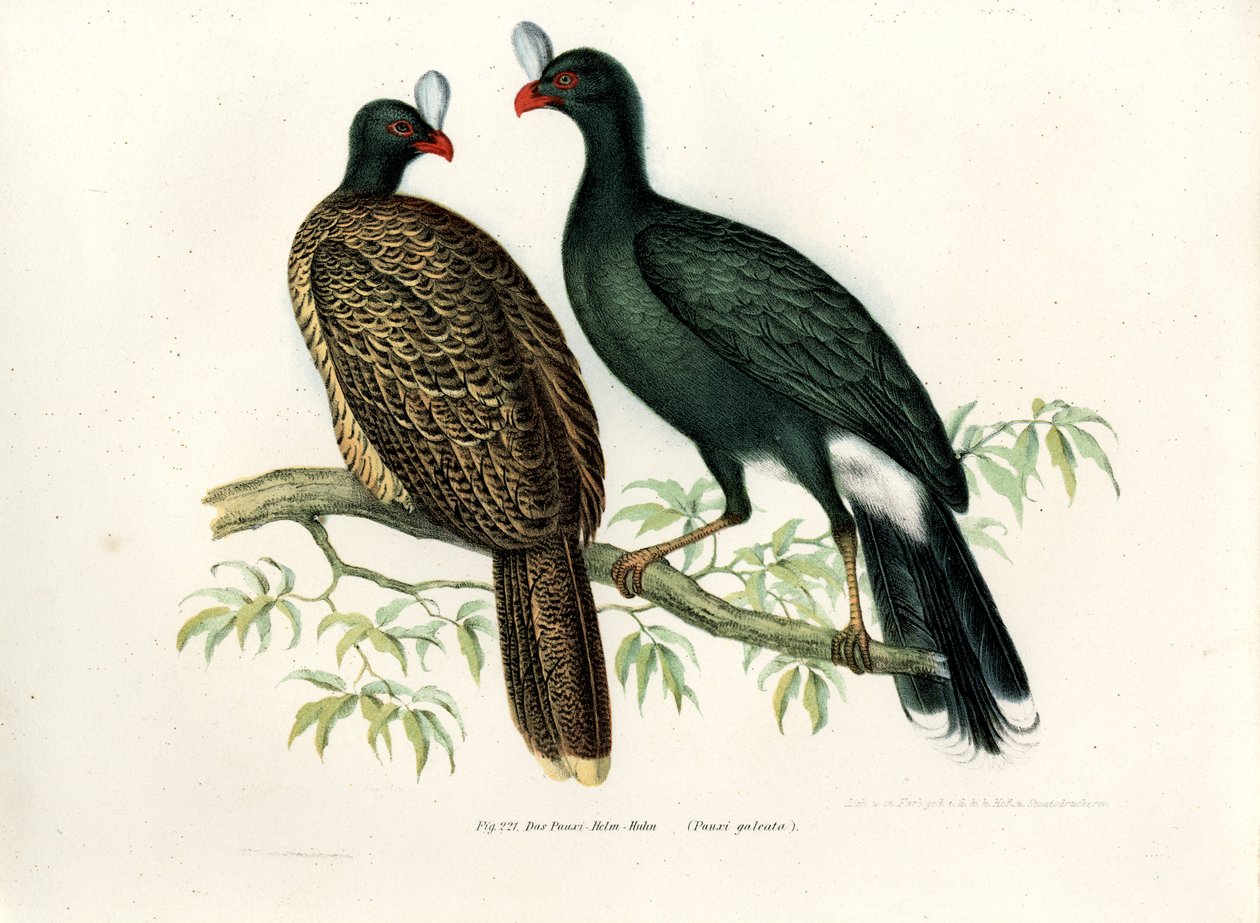 Galeated Curassow, 1864 od German School