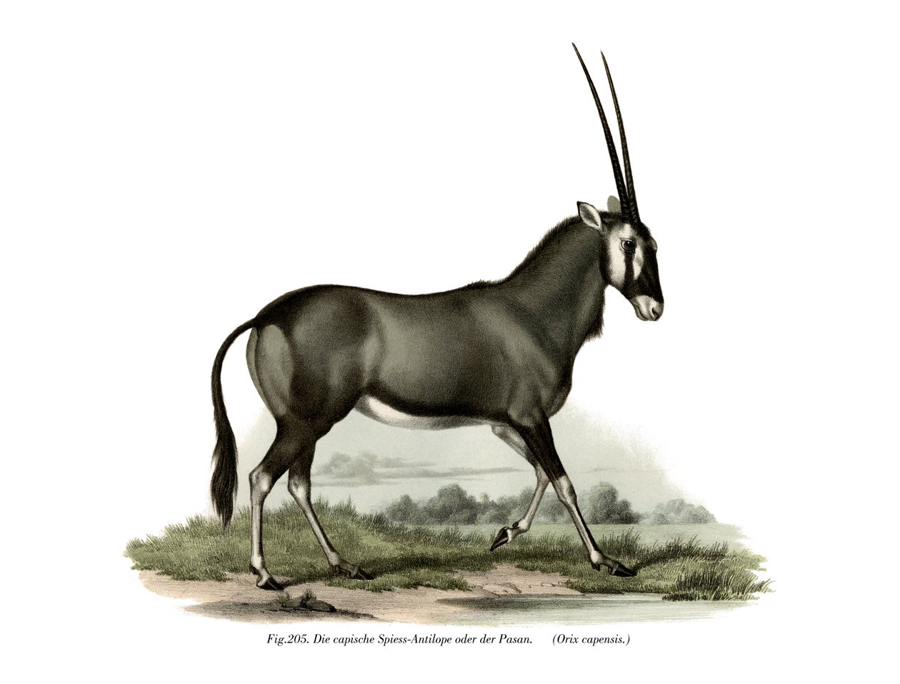 Gemsbok, 1860 od German School