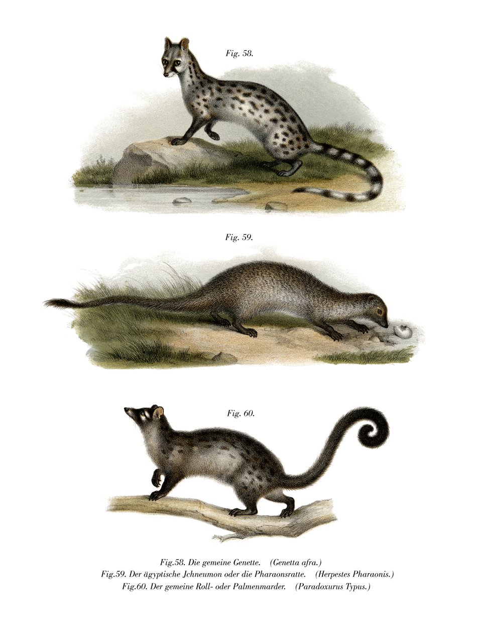 Genet, 1860 od German School