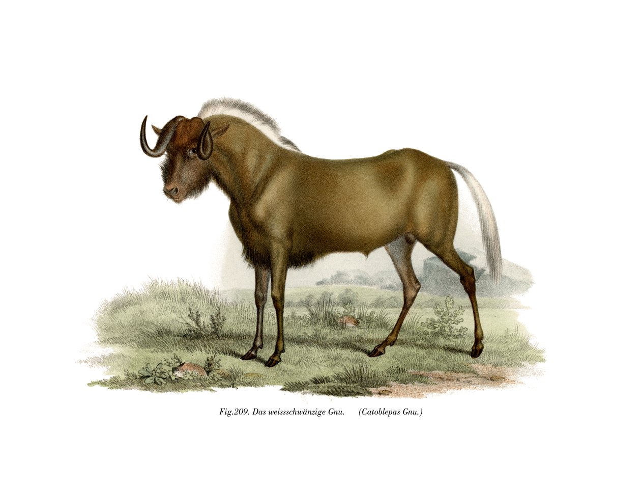 Gnu, 1860 od German School