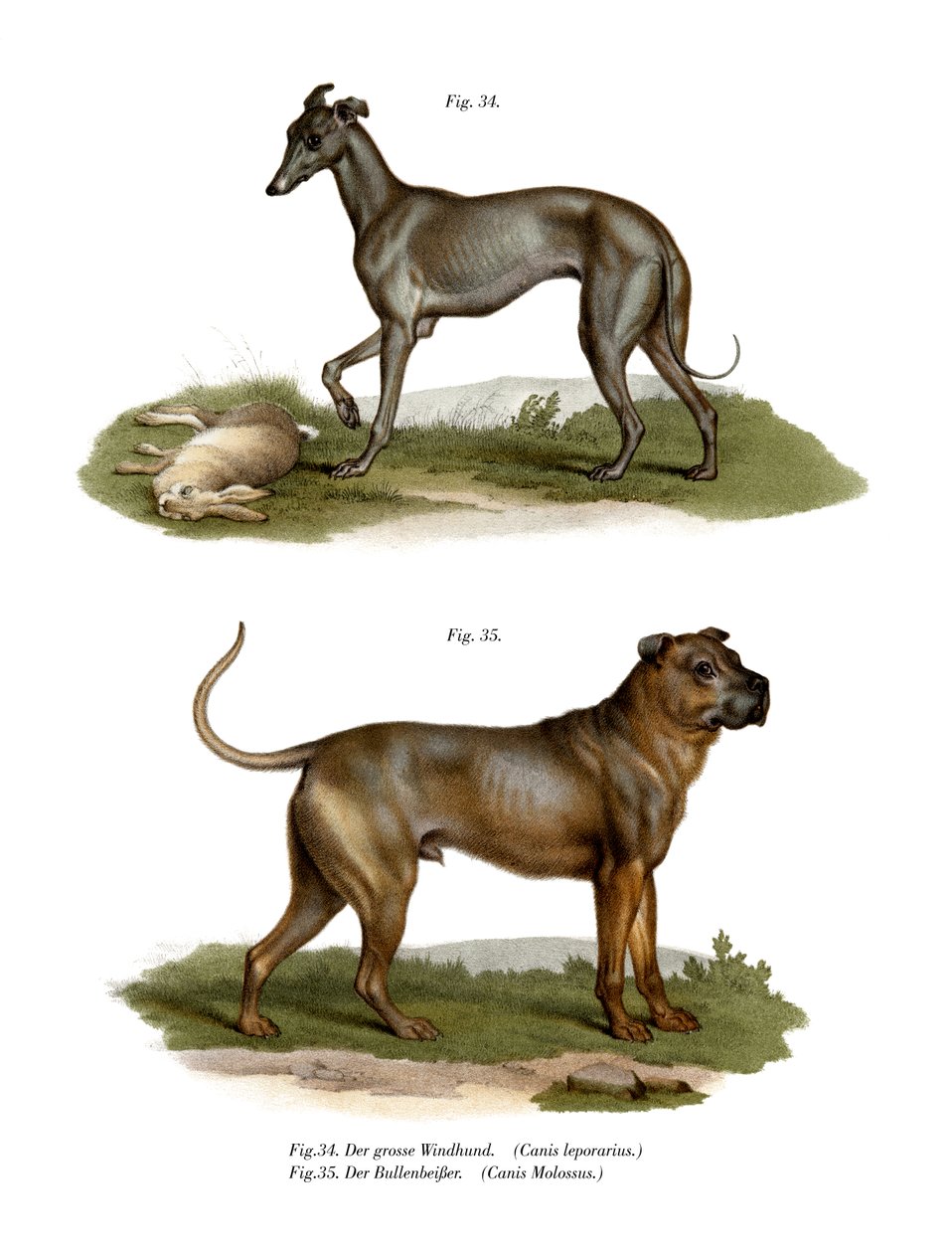 Greyhound, 1860 od German School