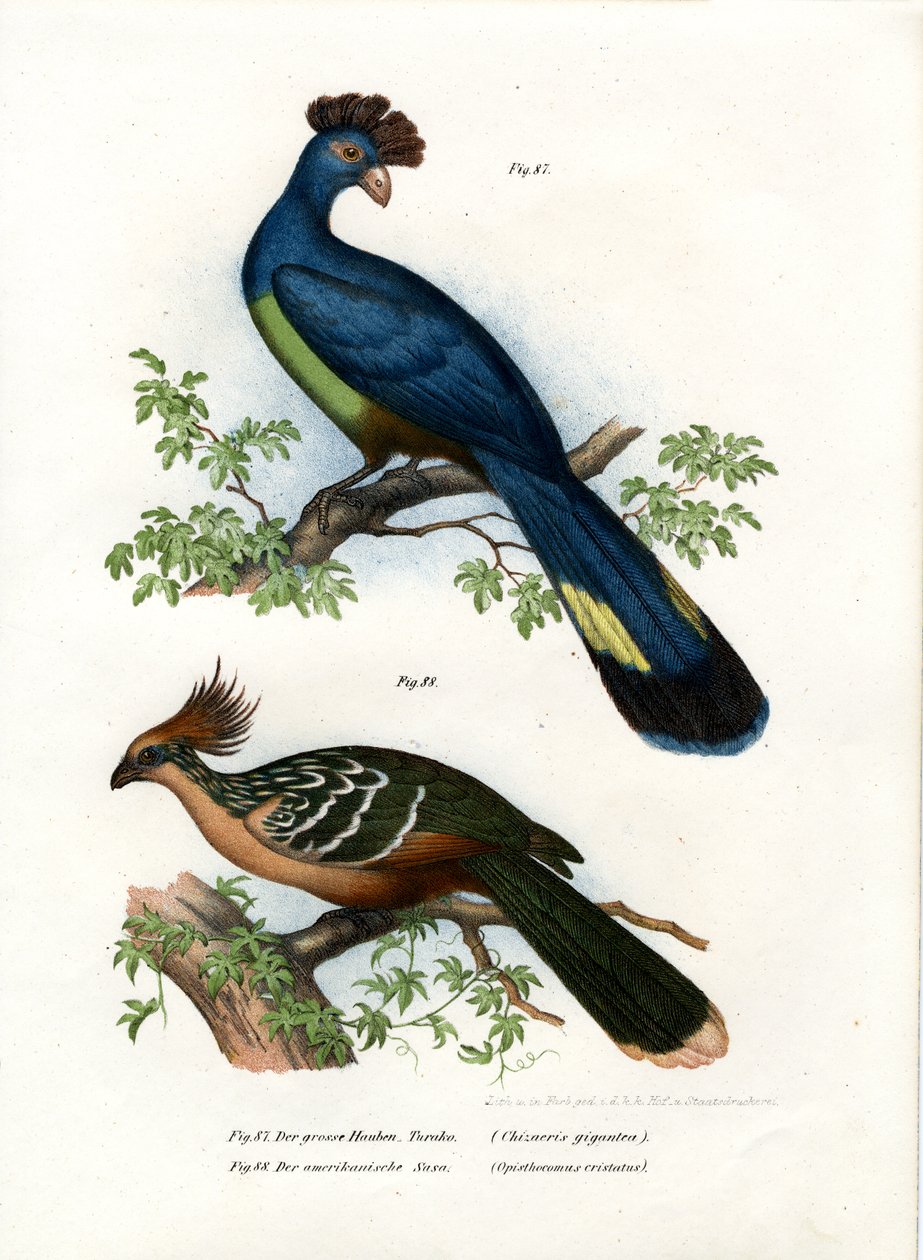 Velké Turaco, 1864 od German School