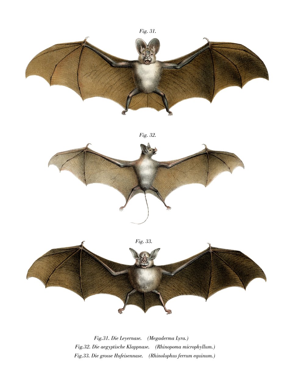 Greater False Vampire Bat, 1860 od German School