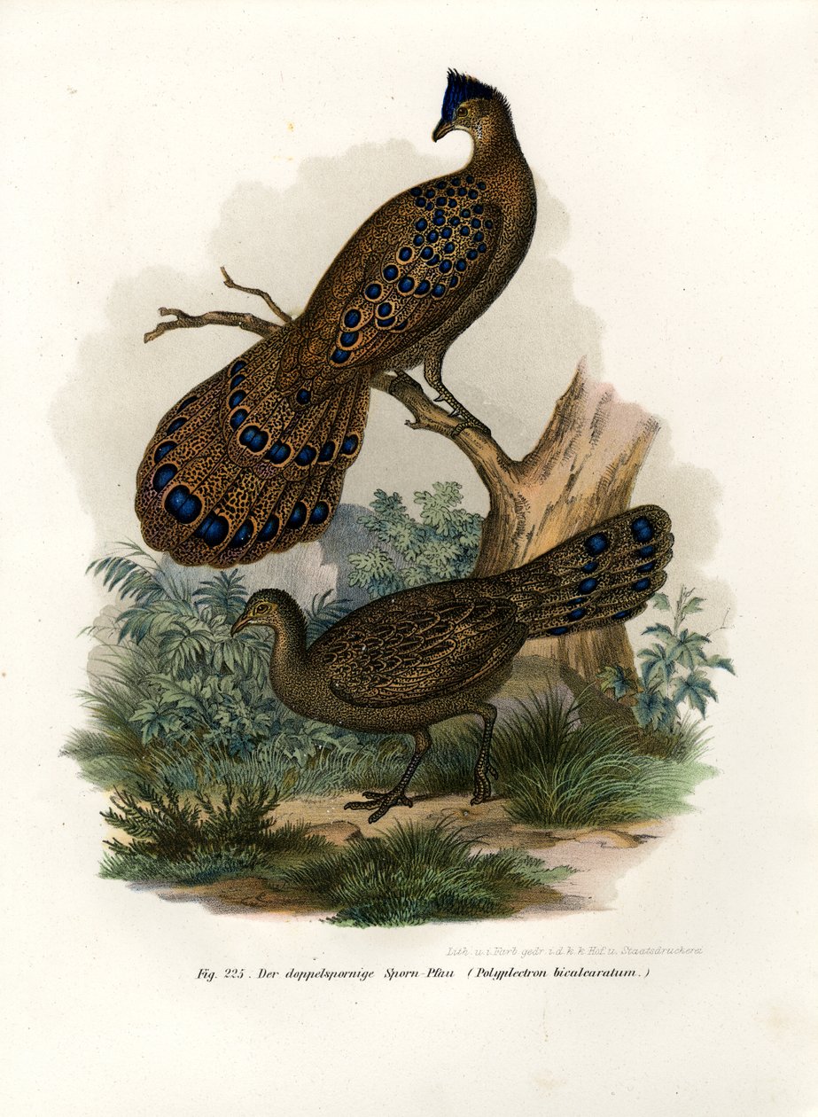 Šedý páv-bažant, 1864 od German School