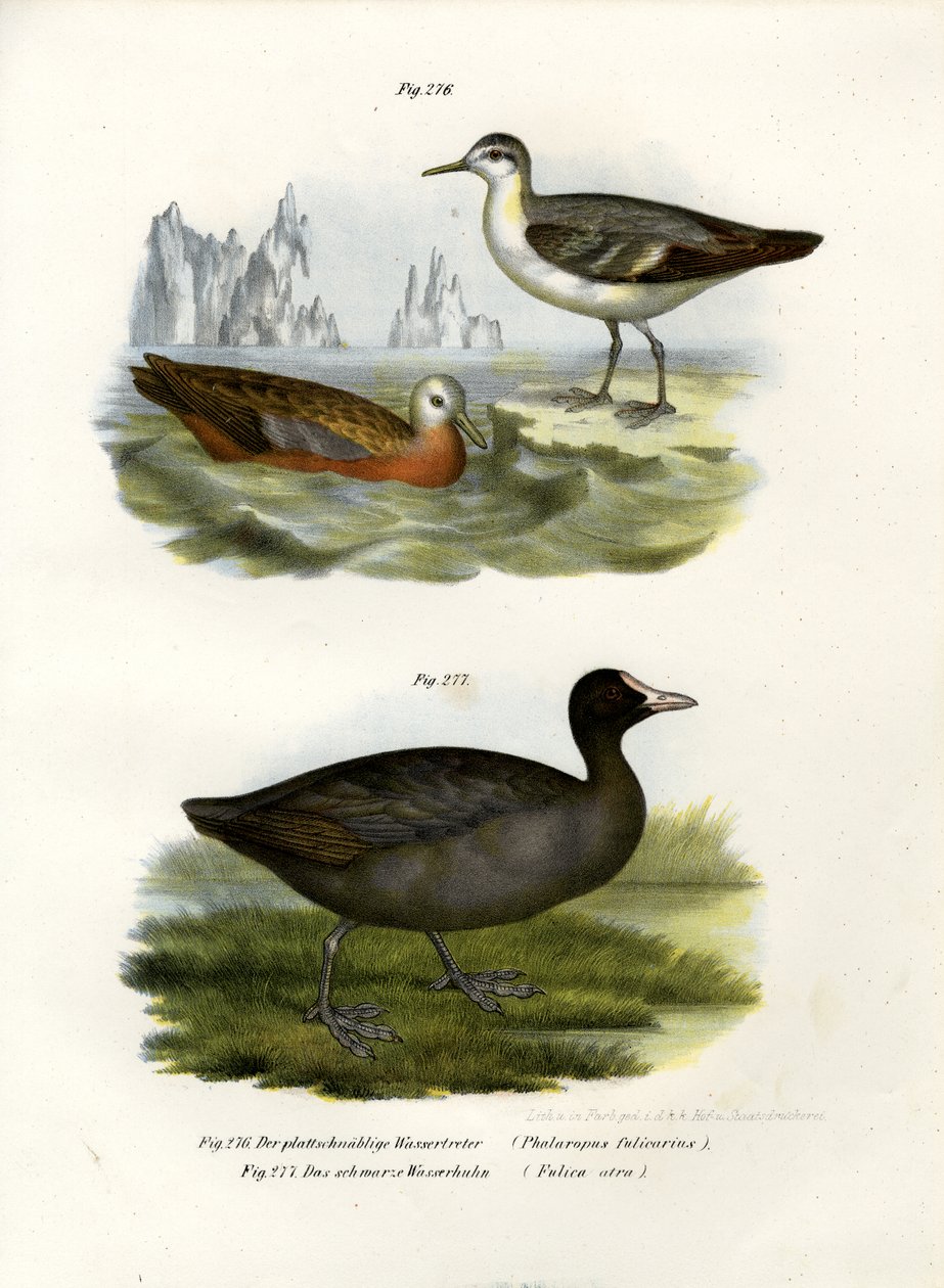 Šedý phalarope, 1864 od German School
