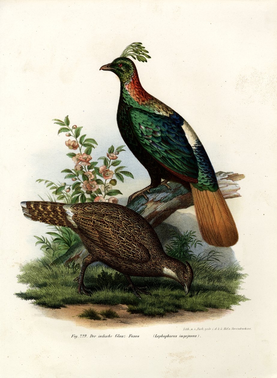 Himálajský bažant Monal, 1864 od German School