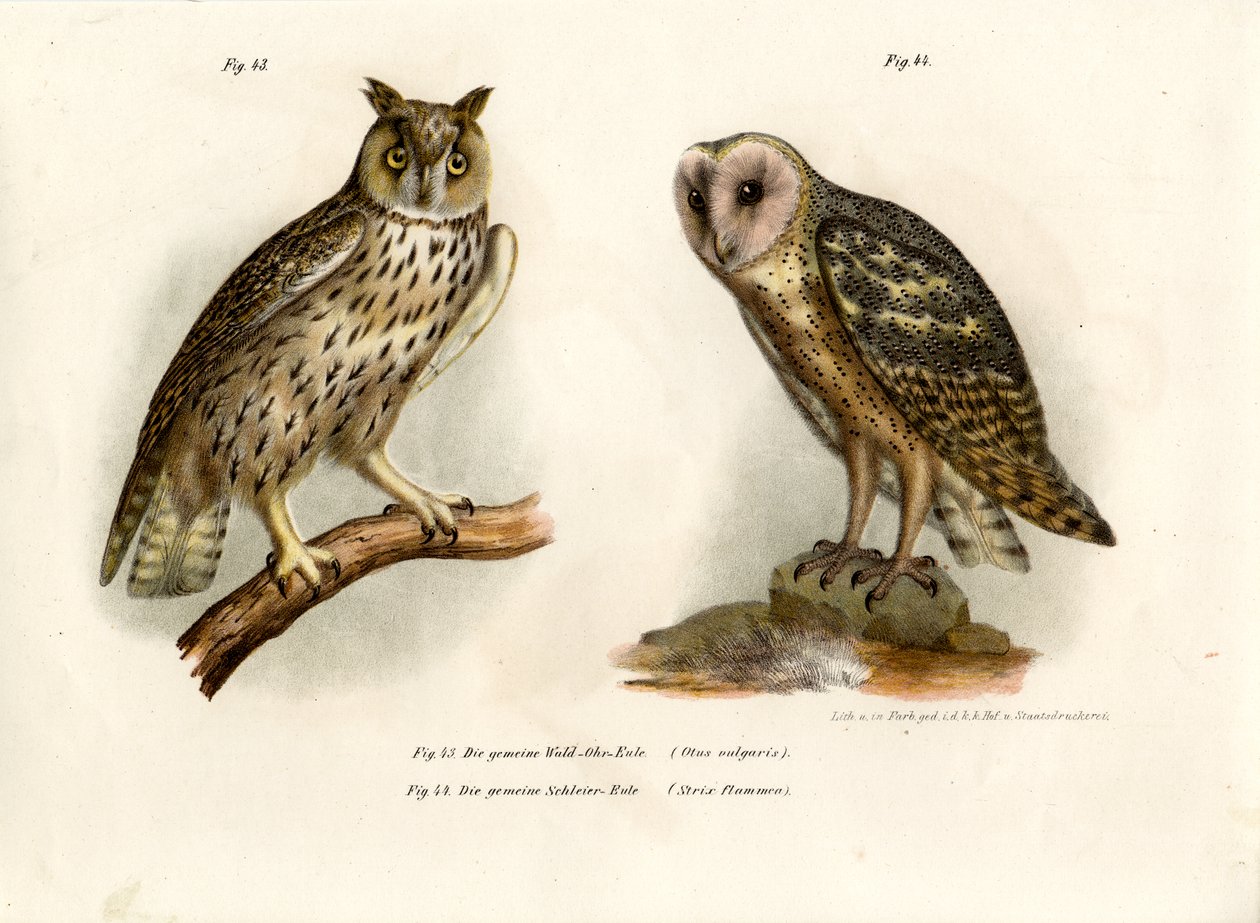 Rohatá sova, 1864 od German School