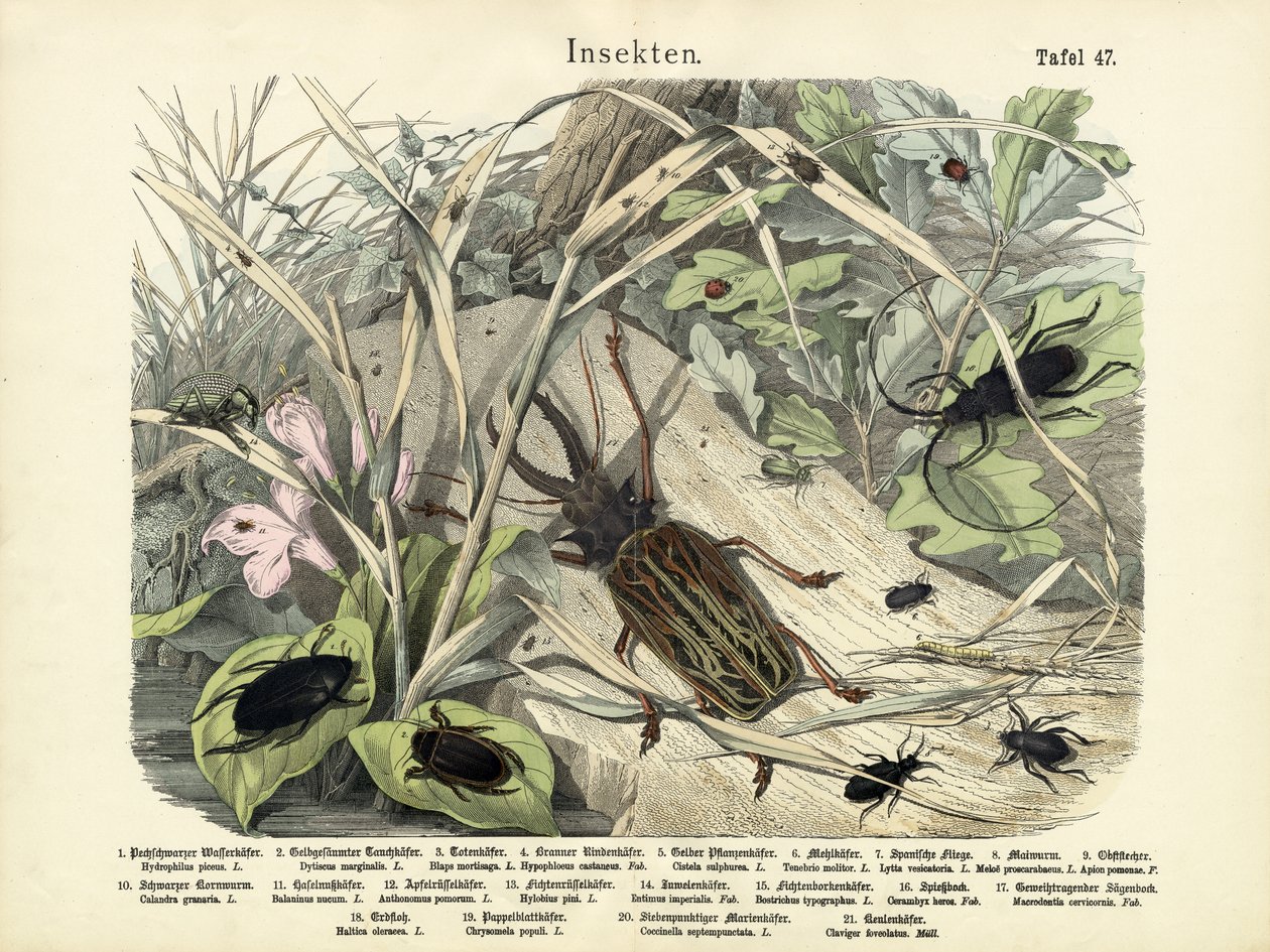 Hmyz, kolem roku 1860 od German School