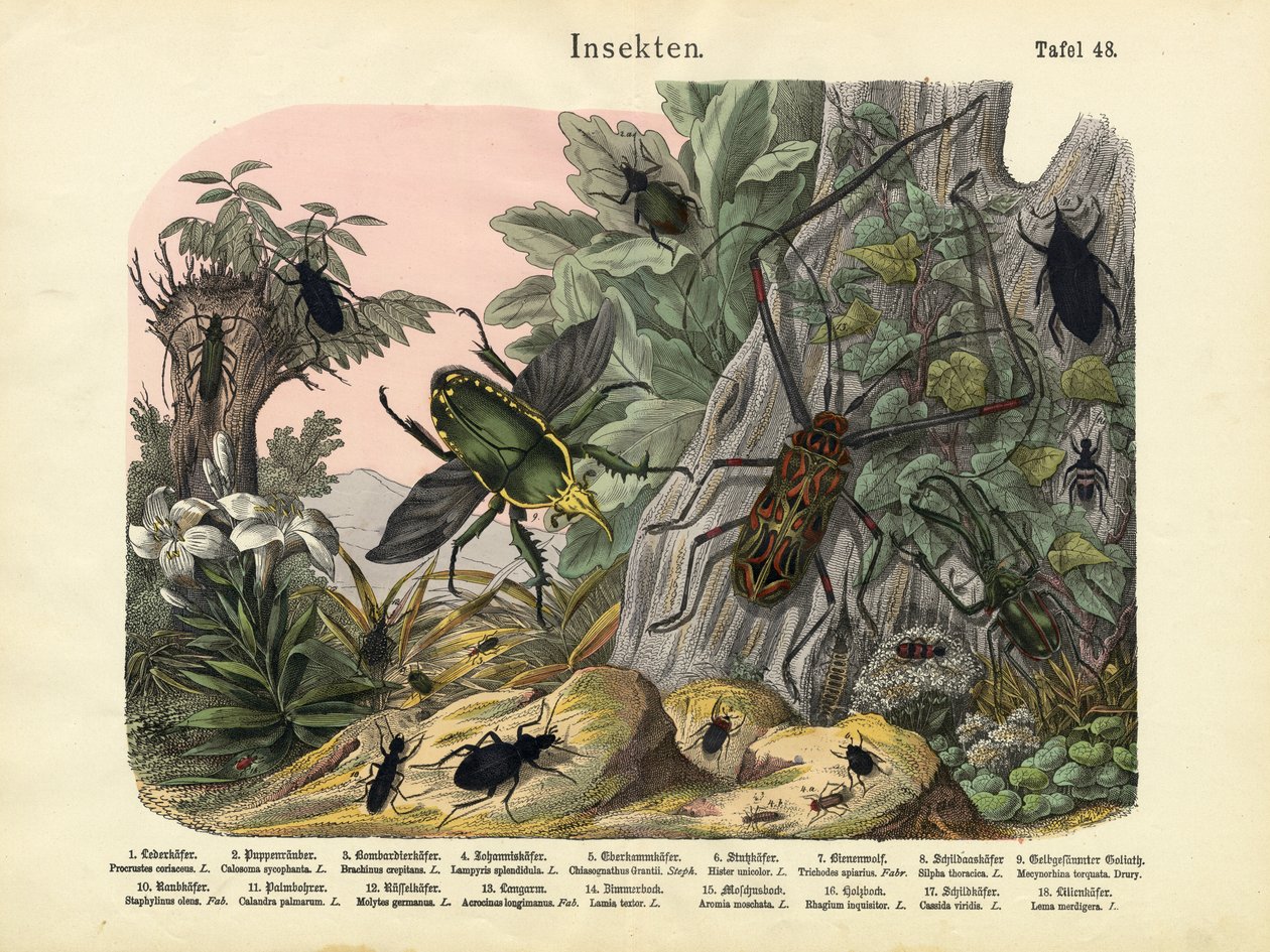 Hmyz, kolem roku 1860 od German School