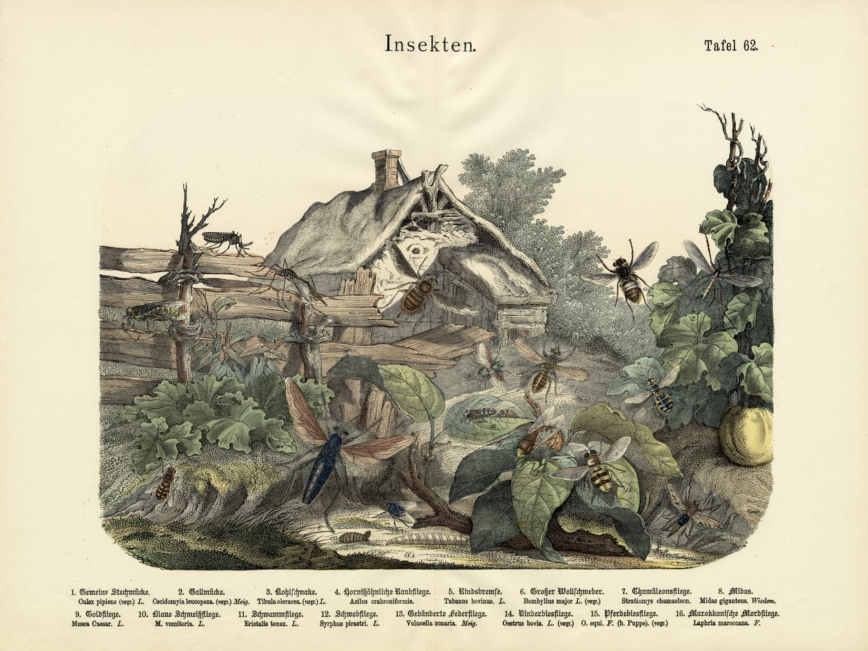 Hmyz, kolem roku 1860 od German School