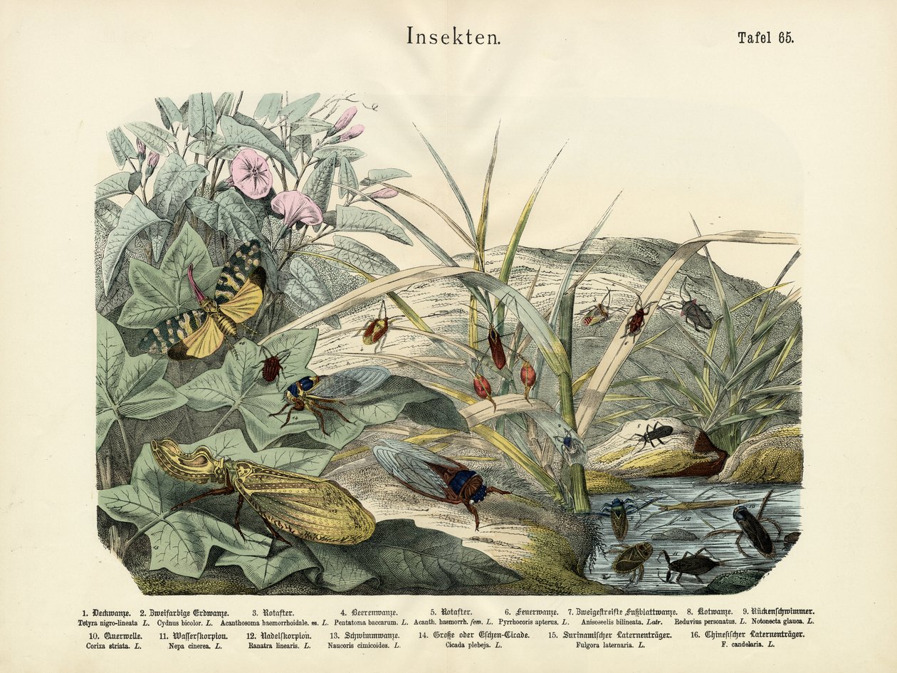 Hmyz, kolem roku 1860 od German School