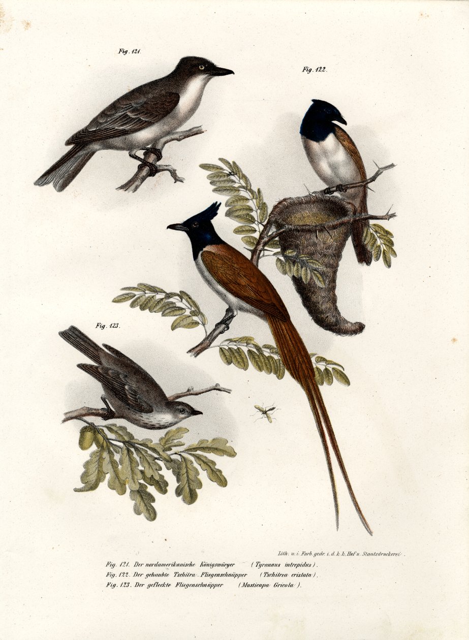 King Bird, 1864 od German School