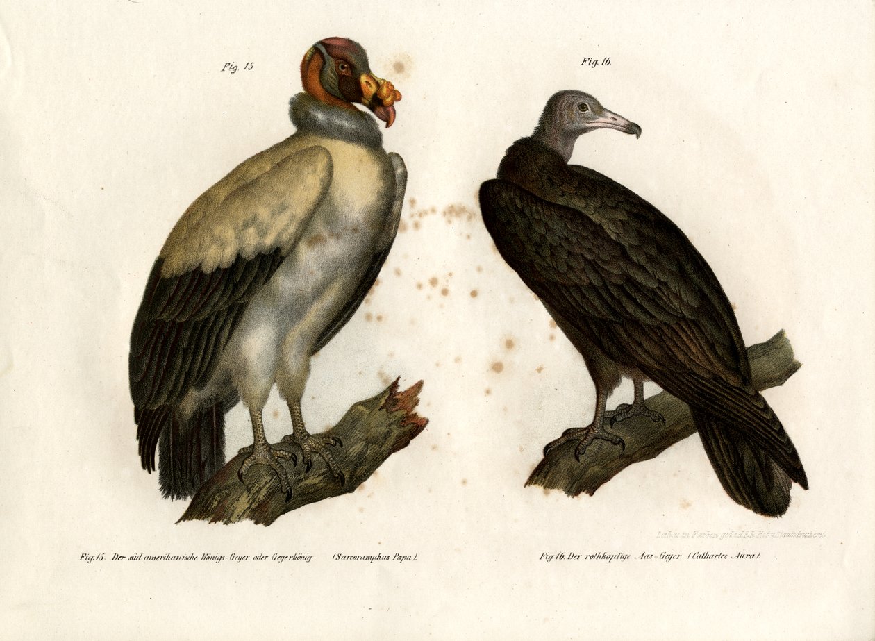 King Vulture, 1864 od German School