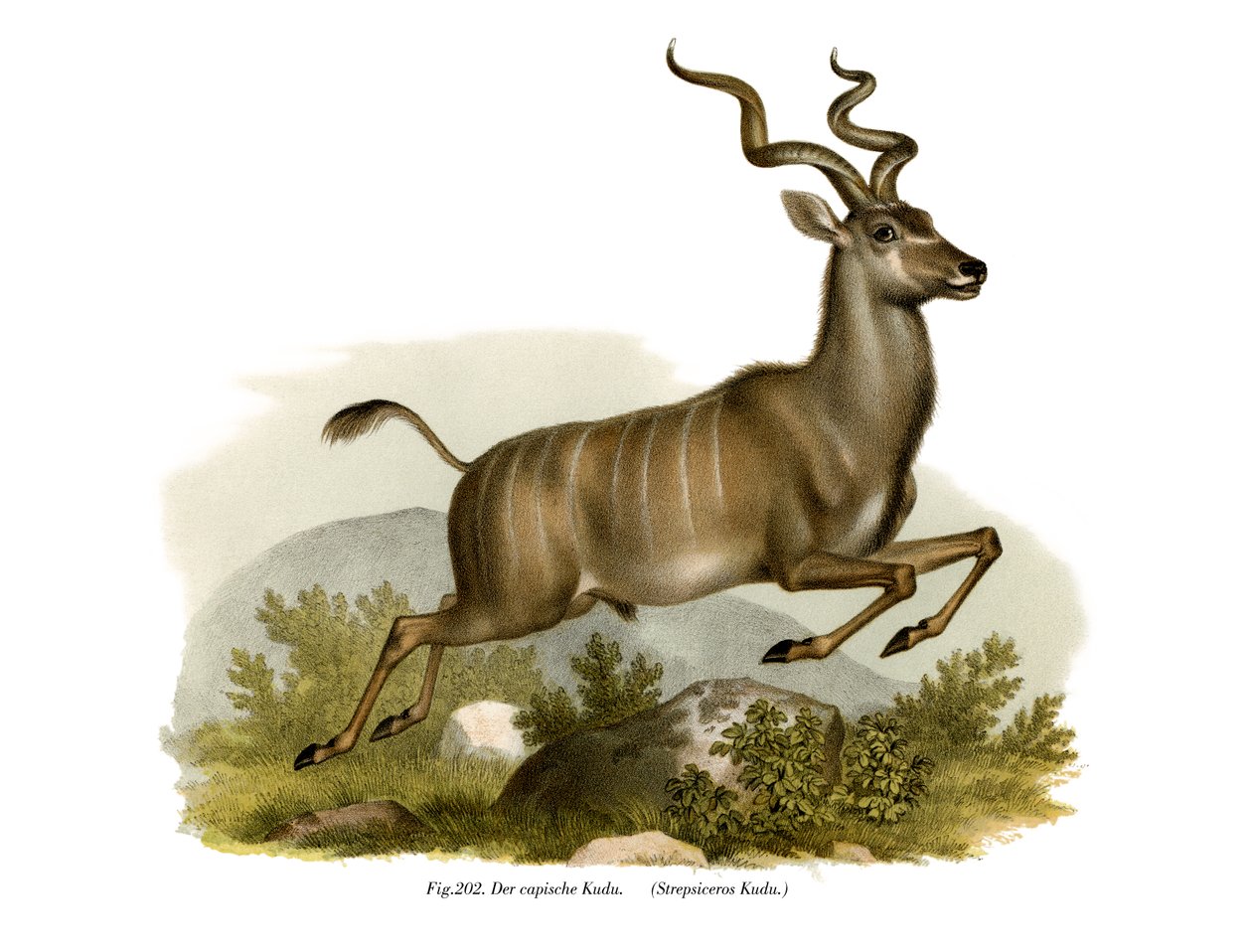 Kudu, 1860 od German School