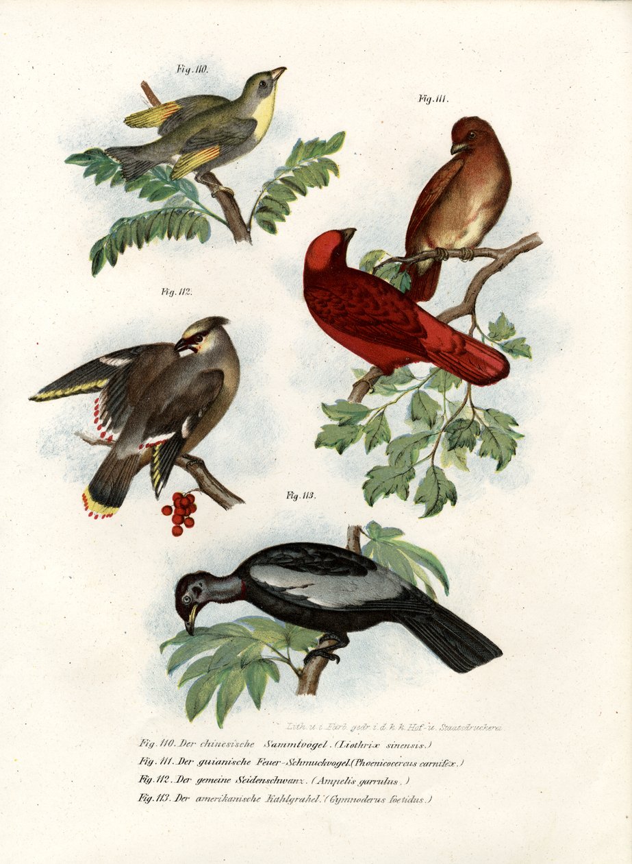Pták Leiothrix, 1864 od German School