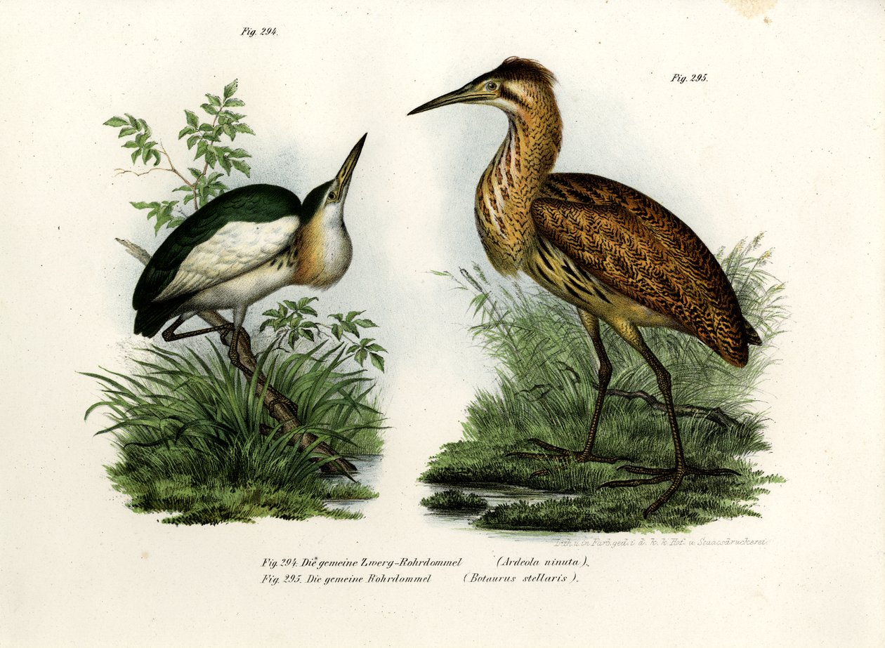 Malý Bittern, 1864 od German School
