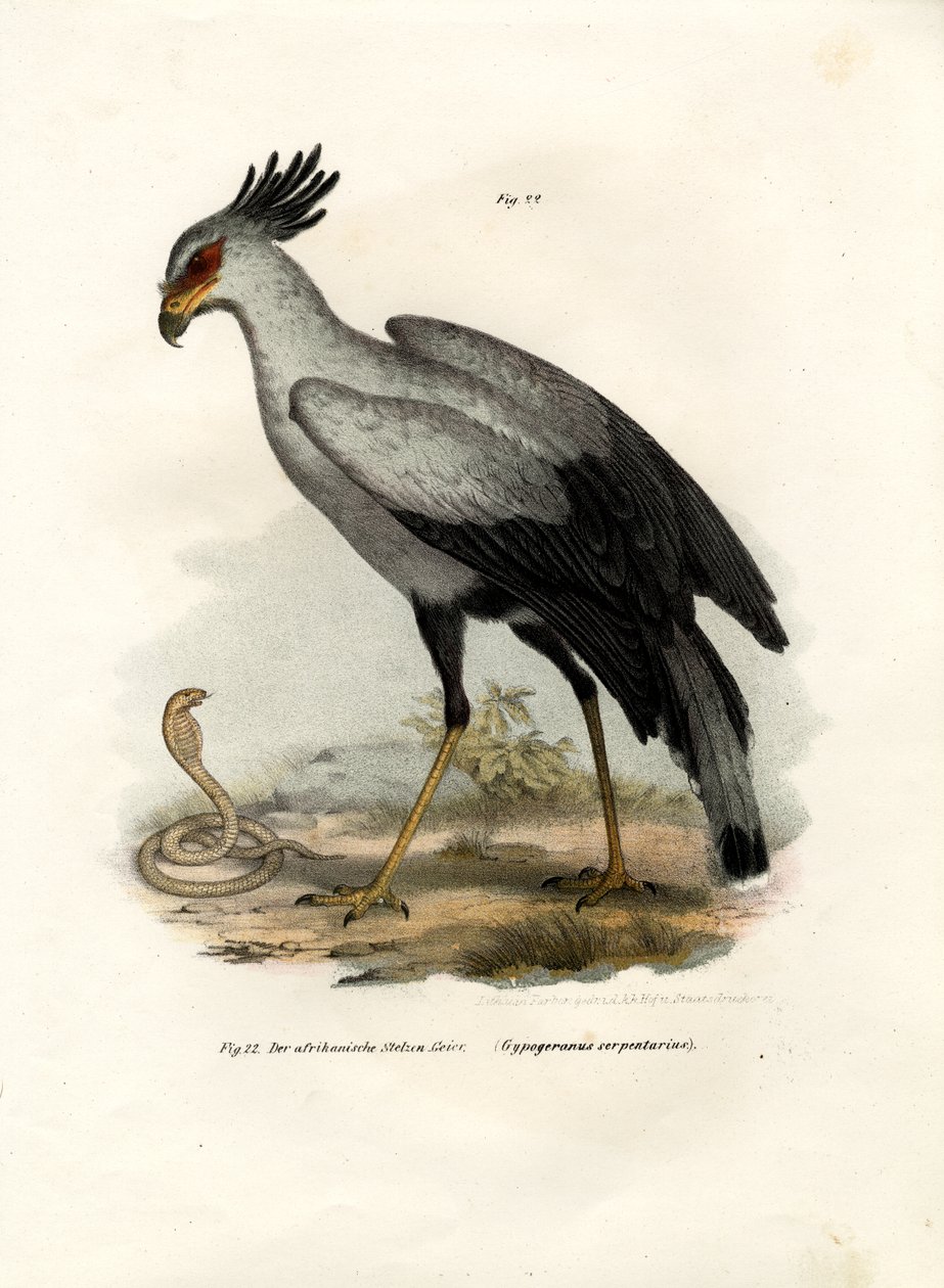 Dlouhonohý dravý pták, 1864 od German School