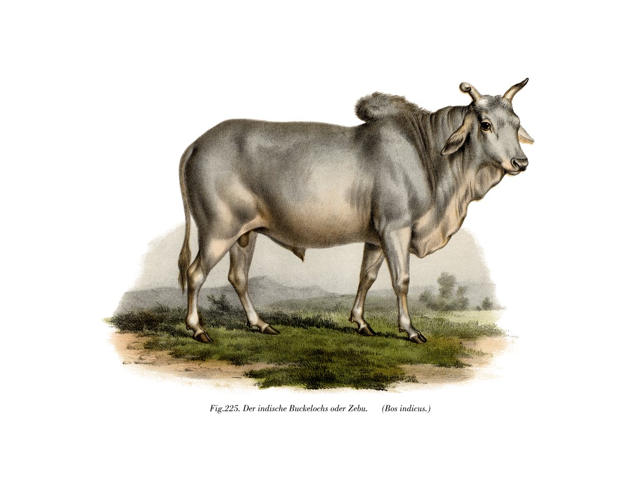 Malian Zebu Cow, 1860 od German School