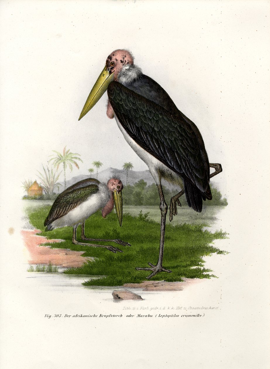 Marabou, 1864 od German School