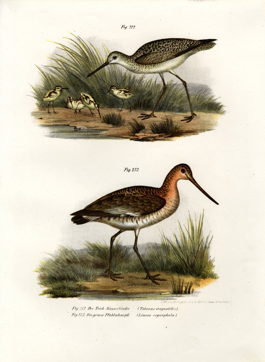 Marsh Sandpiper, 1864 od German School
