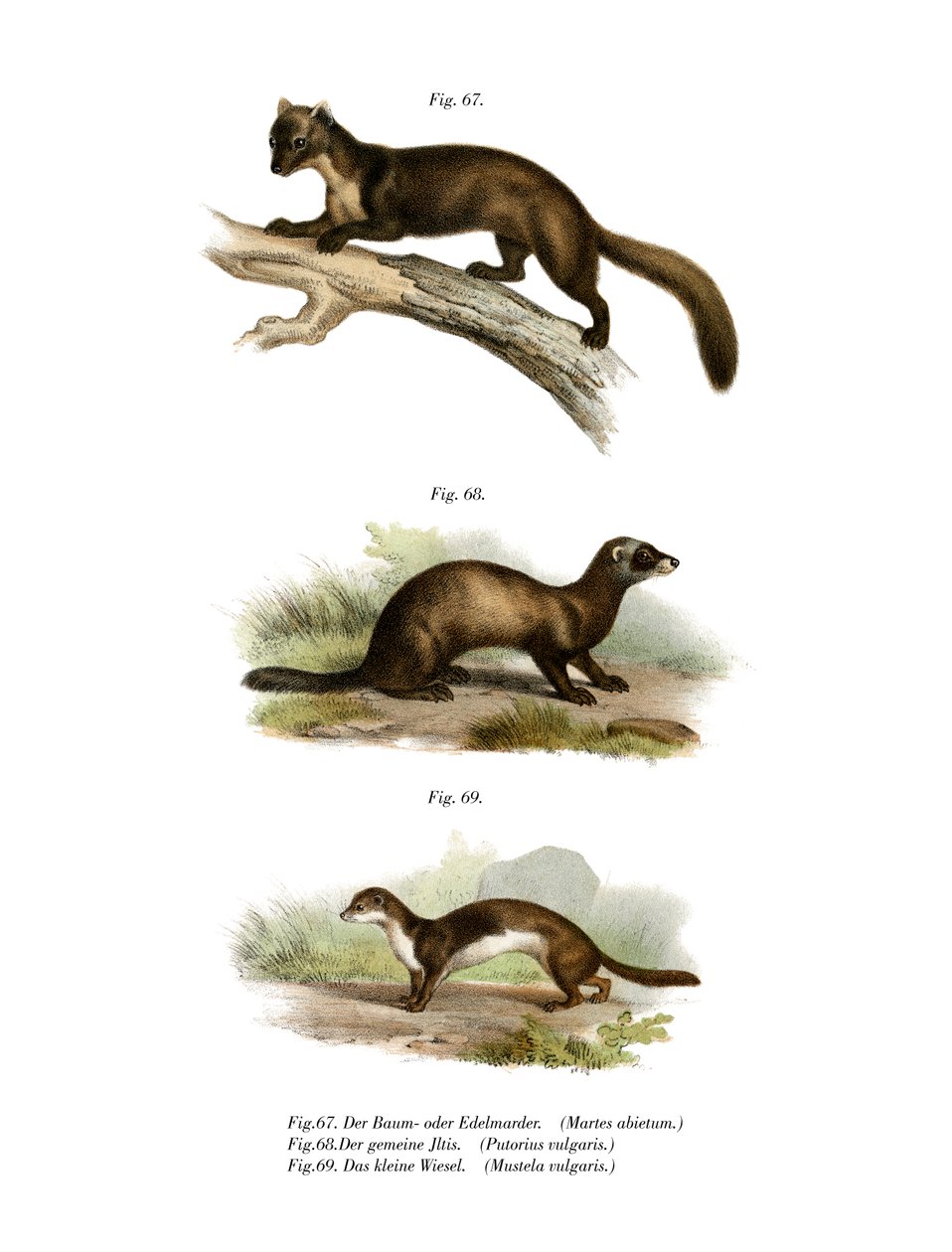Marten, 1860 od German School