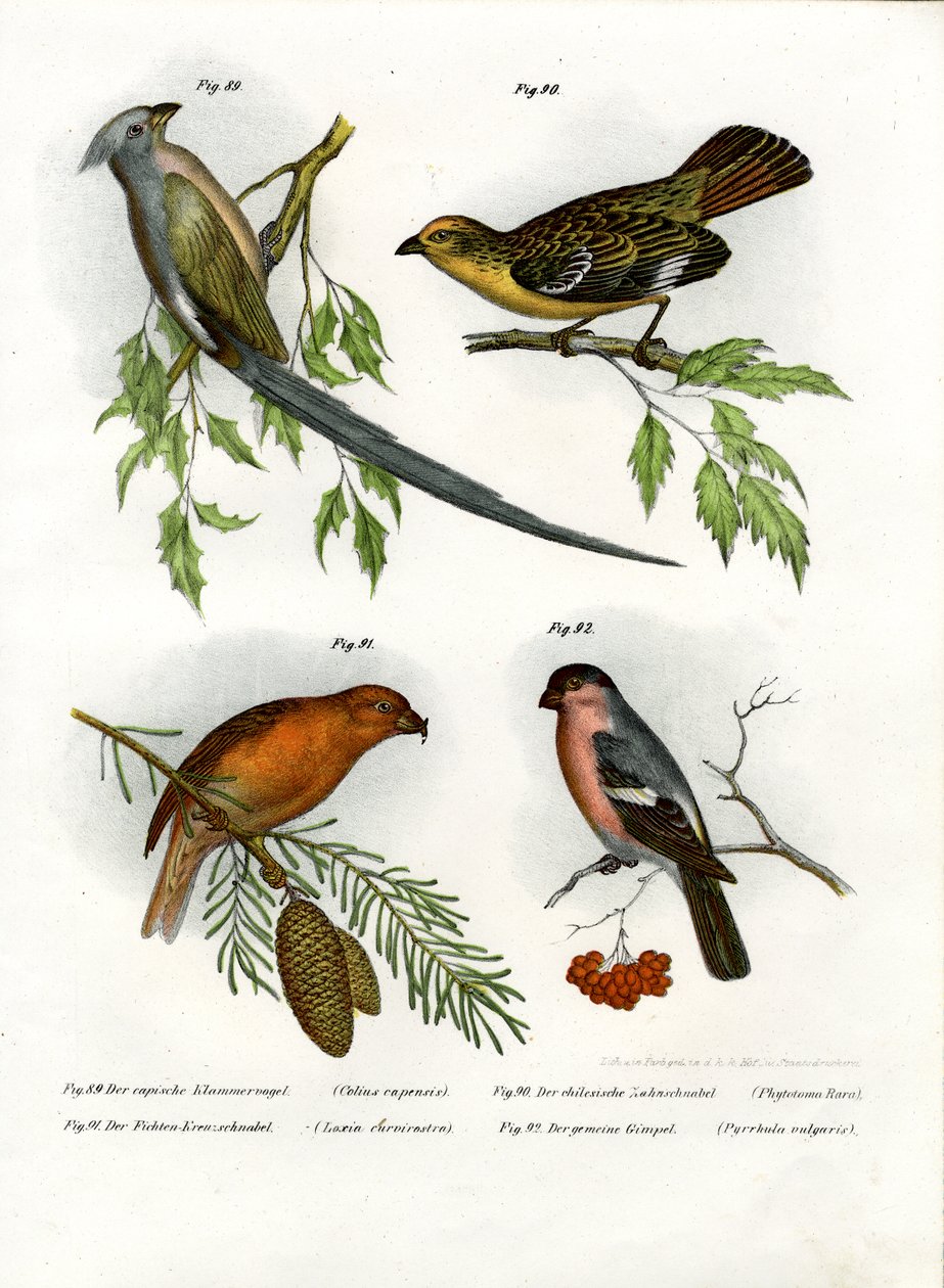 Mousebird, 1864 od German School