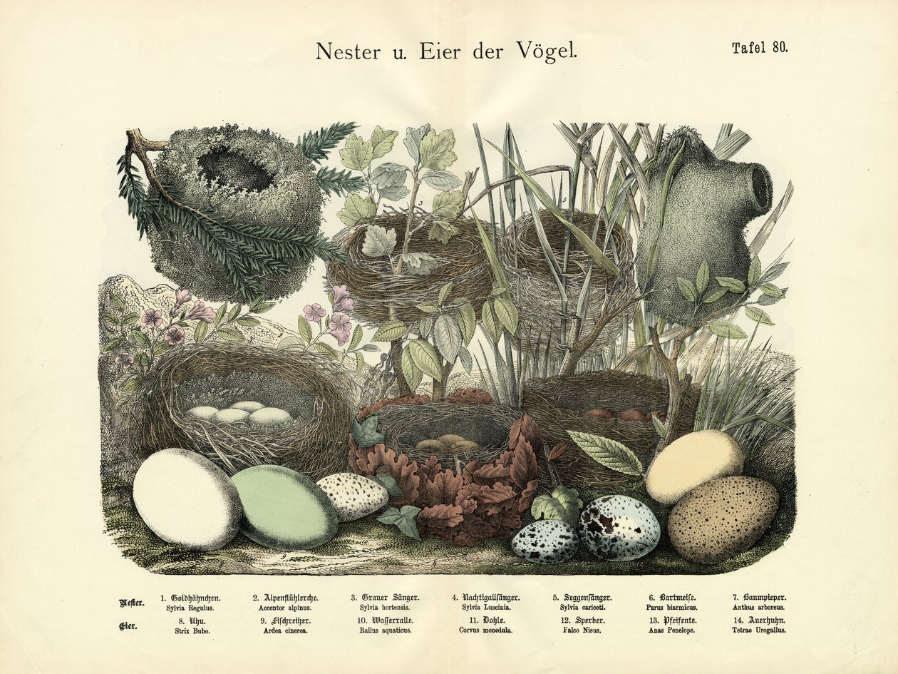 Hnízda a vejce, kolem roku 1860 od German School