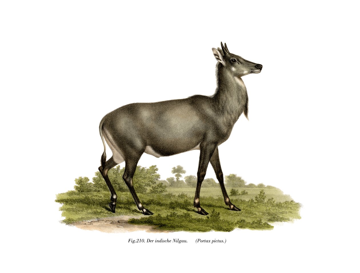 Nilgai, 1860 od German School