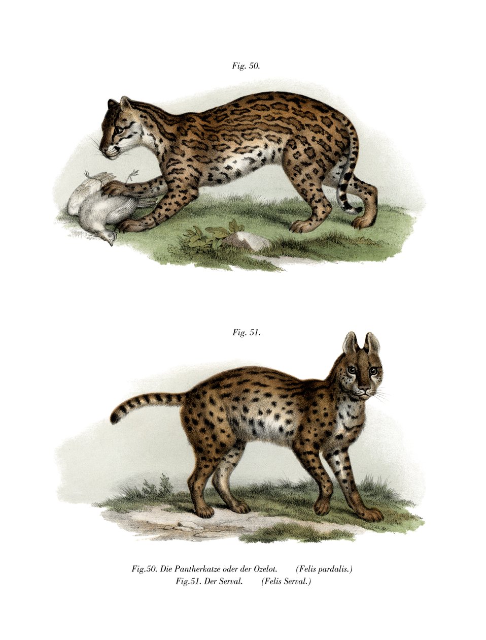 Ocelot, 1860 od German School