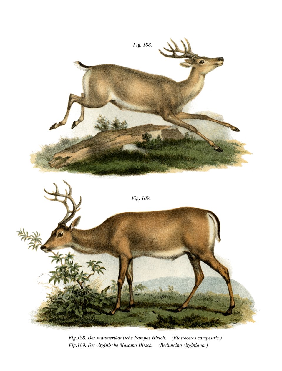 Jelen pampový, 1860 od German School