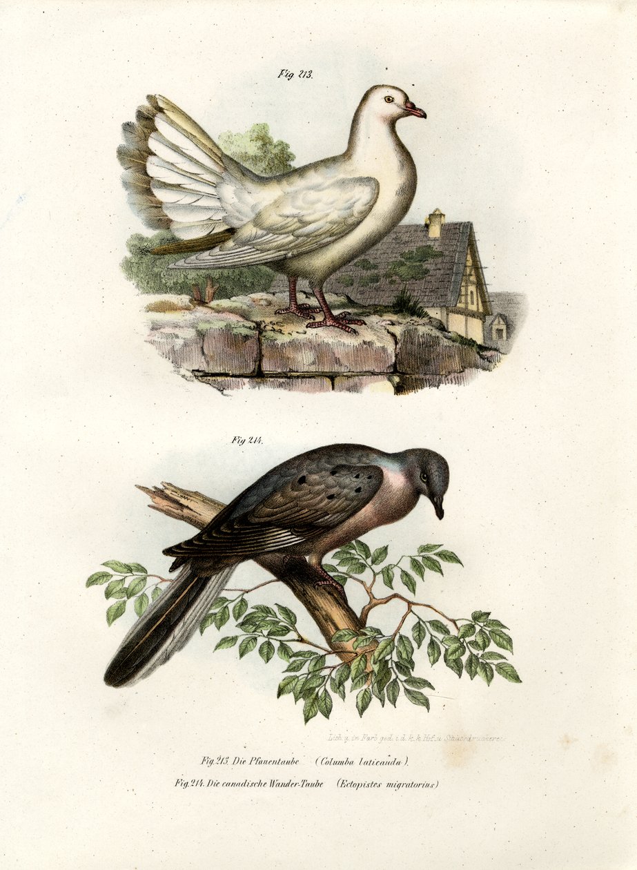 Peacock Pigeon, 1864 od German School