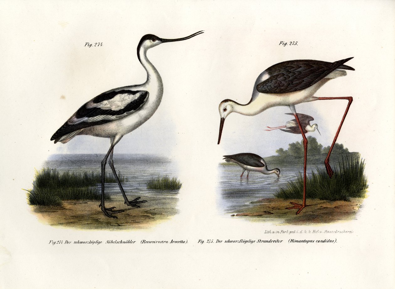 Pied Avocet, 1864 od German School