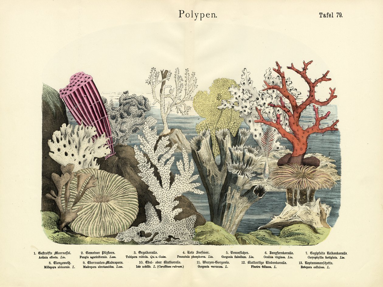 Polypy, kolem roku 1860 od German School