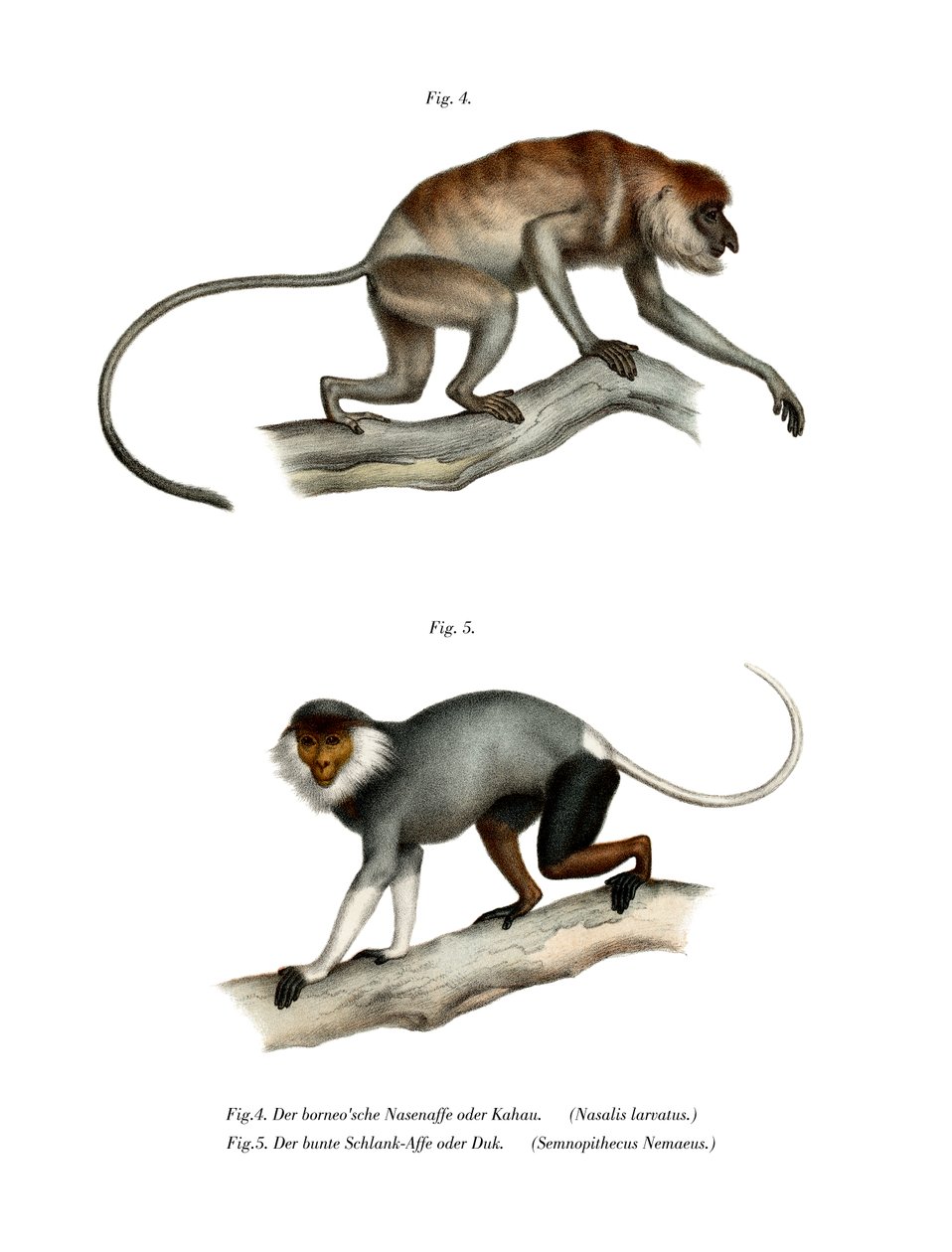 Proboscis Monkey, 1860 od German School