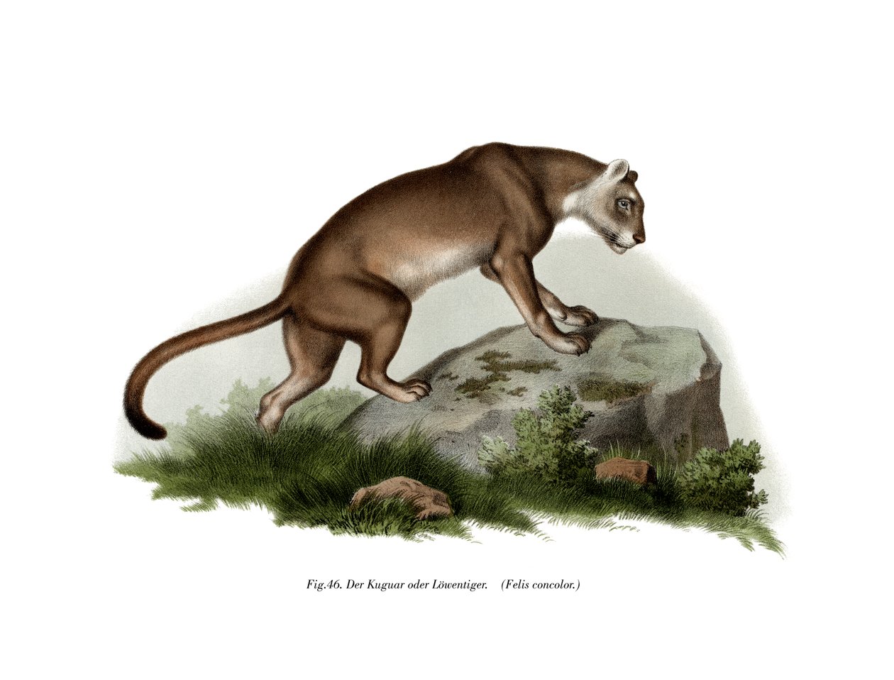 Puma, 1860 od German School