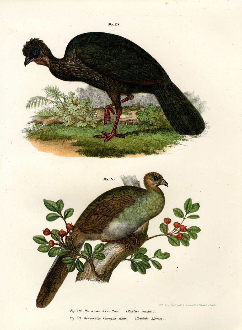 Purple Guan, 1864 od German School