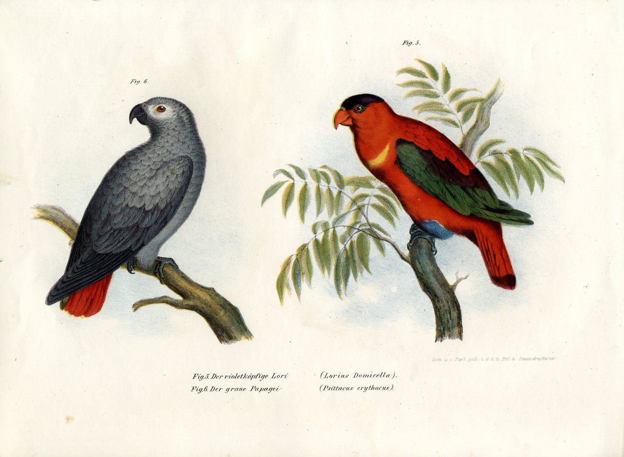 Lory s purpurovým týlem, 1864 od German School