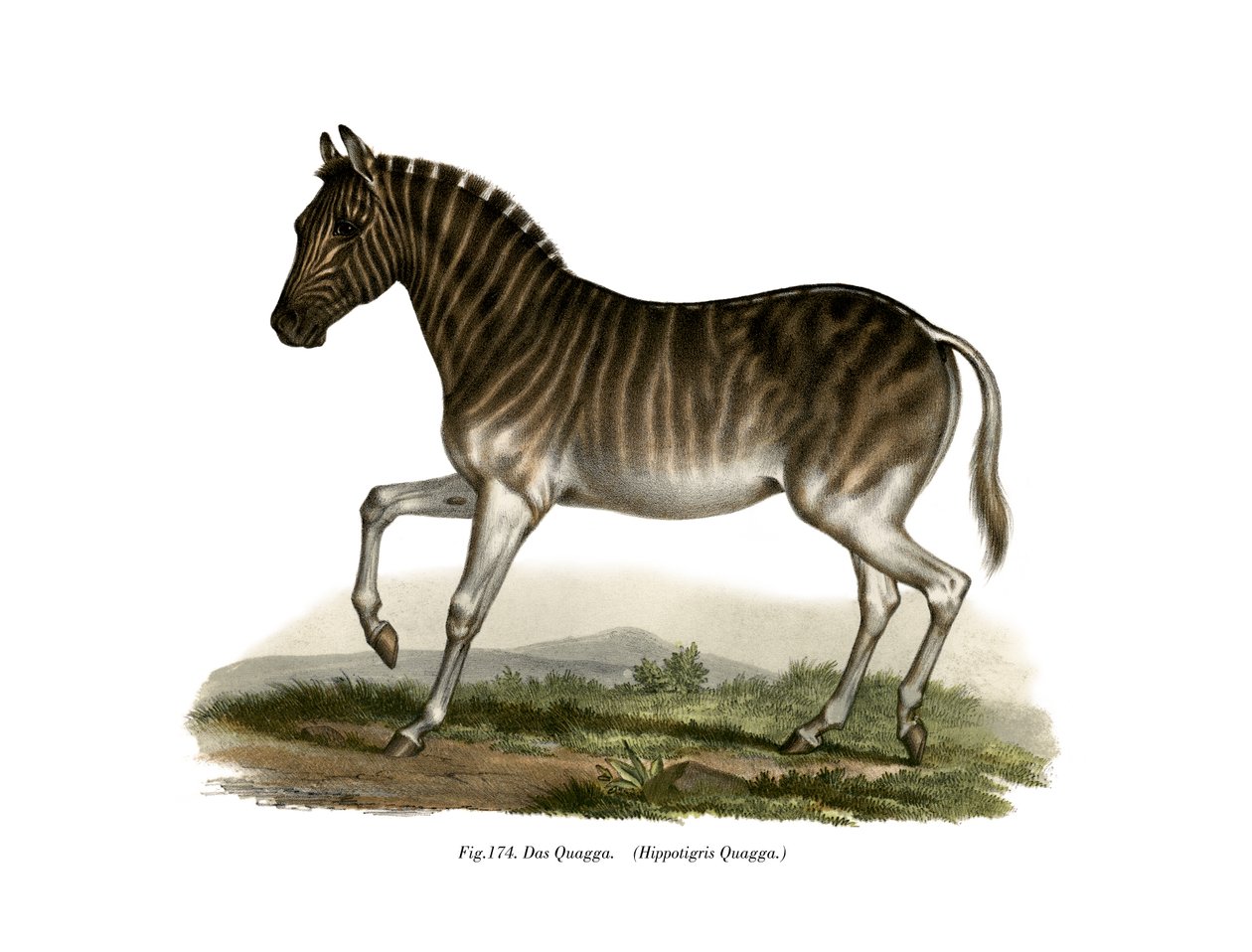 Quagga, 1860 od German School