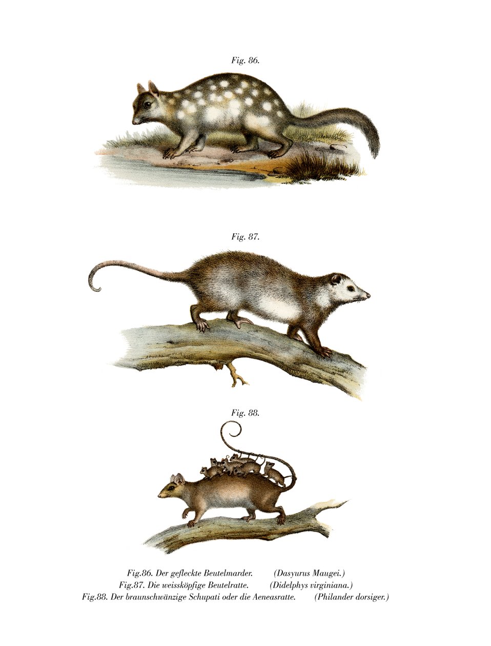 Quoll, 1860 od German School