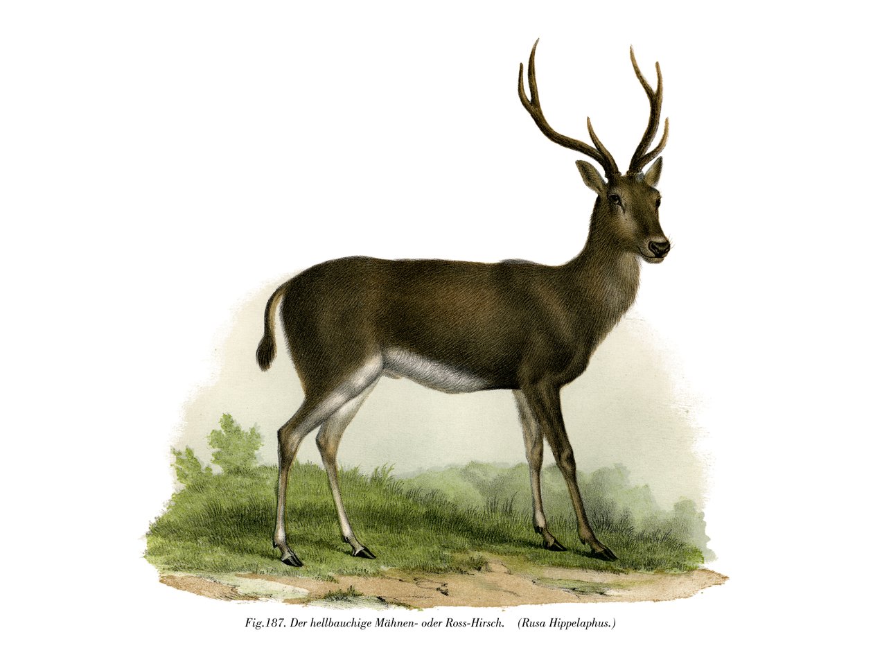 Red Deer, 1860 od German School