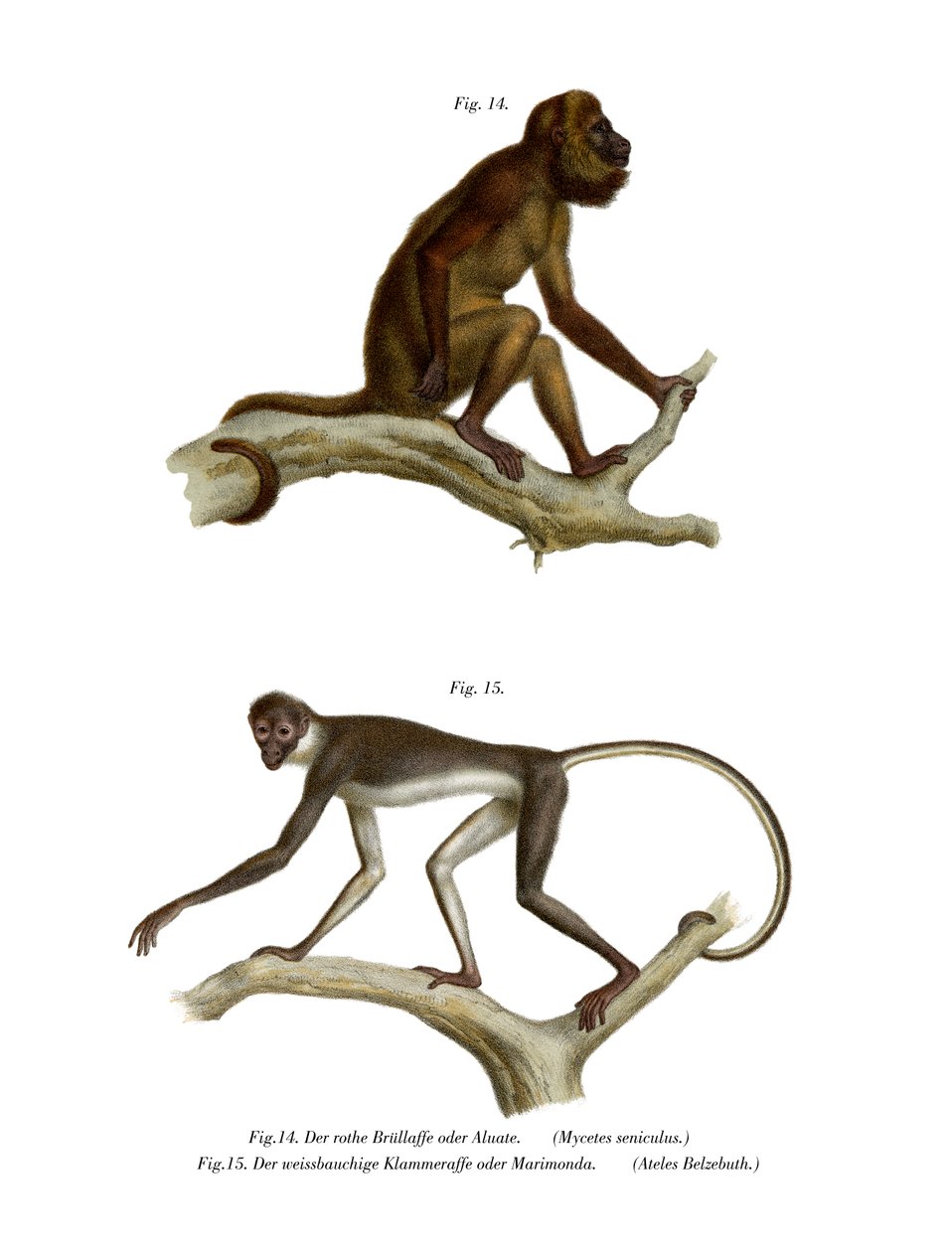 Red Howler Monkey, 1860 od German School