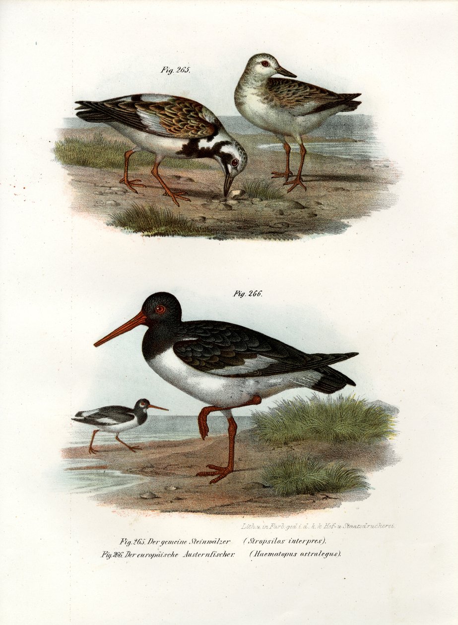 Ruddy Turnstone, 1864 od German School