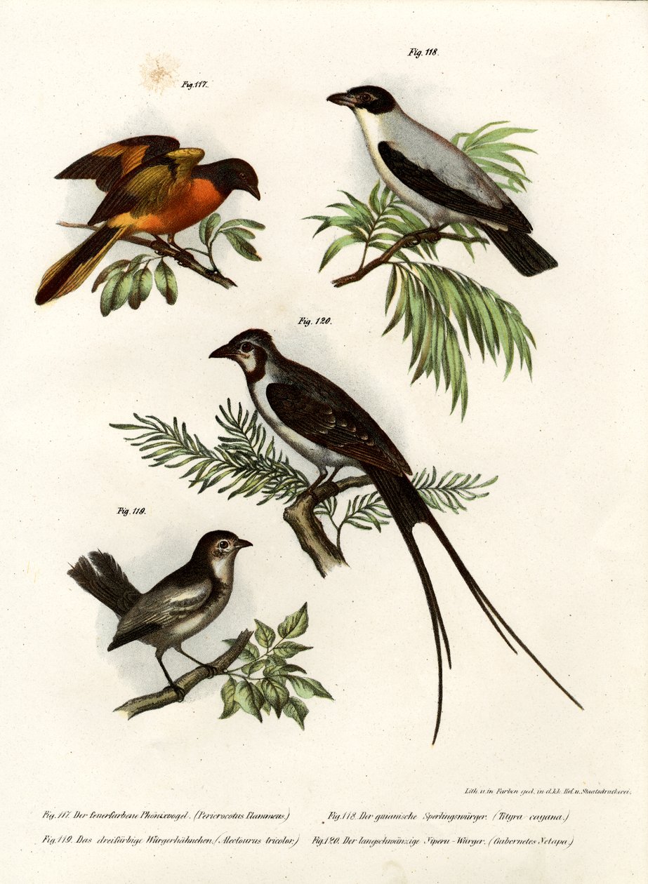 Scarlet Minivet, 1864 od German School